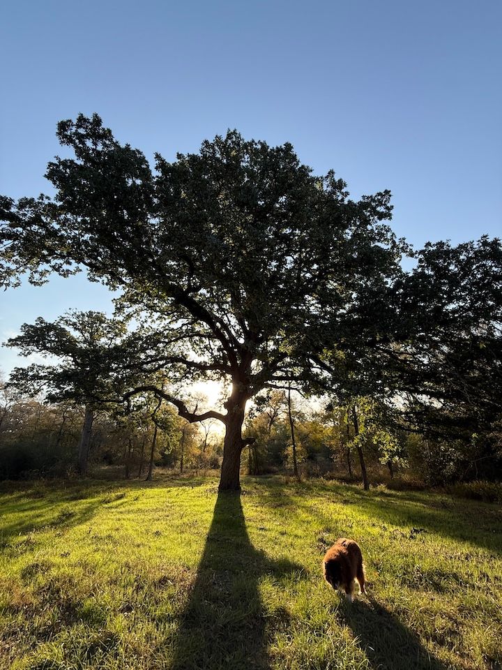 Ancient oak at golden hour on the ranch